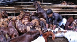 Uddhav Thackeray, covid-19 in maharashtra, eid al adhas, bakra eid, bakra eid celebration, bakra eid sop in maharashtra, maharashtra muslim mlas, indian express news