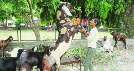 Eid-al-Adha: Sale of goats down by 80%, supply and demand chain disrupted