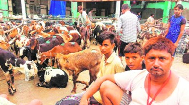 eid al adha, bakra eid, bakra eid scarifice, maharashtra sheep sale prohibition, maharashtra sheep sale for sacrifice prohibition, indian express news