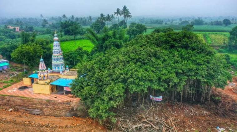 aditya thackeray, sangli highway plan, sangli highway banyan tree, sangli 400 year old banyan tree, villagers save 400 year old banyan tree, indian express news