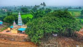 aditya thackeray, sangli highway plan, sangli highway banyan tree, sangli 400 year old banyan tree, villagers save 400 year old banyan tree, indian express news
