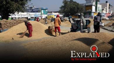 basmati, basmati rice, Geographical Indication tag, Geographical Indication tag for basmati, madhya pradesh basmati, indian express