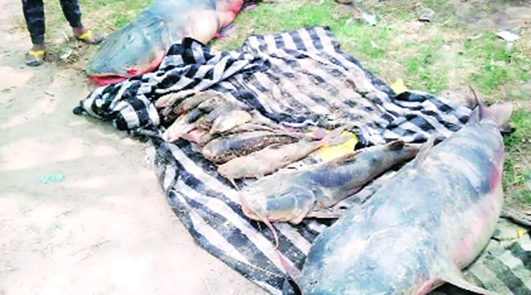 Industry on river banks: For PPCB, a tightrope walk amid political pressure, lack of guidelines