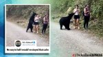 Selfie, Black bear, Mexico, Hikers, Bear videos, Bear attack, Viral videos, Trending news, Indian Express news.
