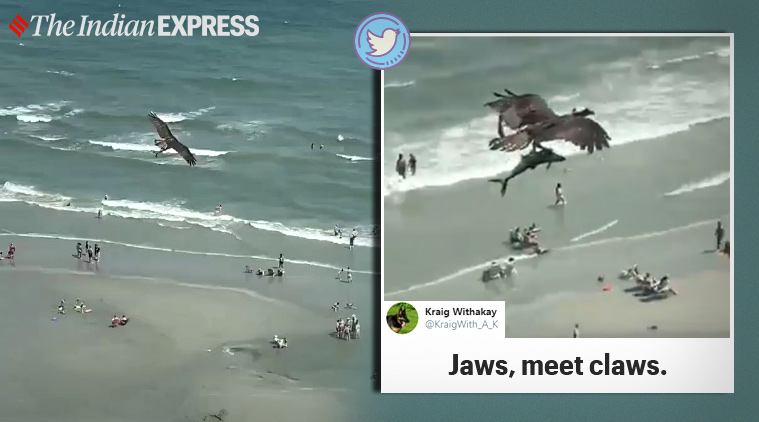 Bird, Osprey, Shark, Shark video, Viral video, South Carolina, Myrtle Beach, Trending news, Indian Express news