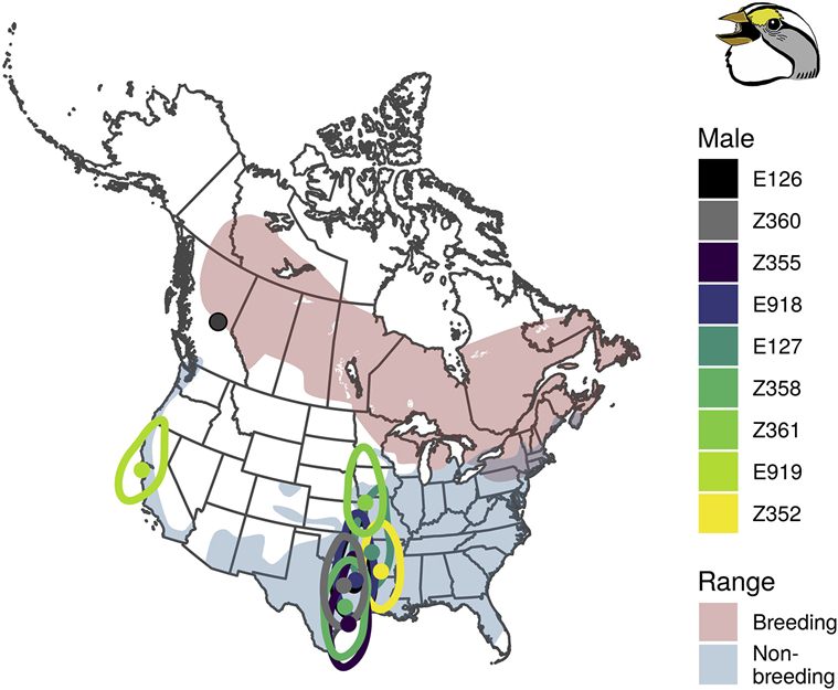 Explained: What is causing sparrows in North America to change their ...