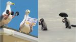 birds with arms, birds with arms video, if birds had hands video, funny animal videos, curly kid life bird video, viral videos, indian express
