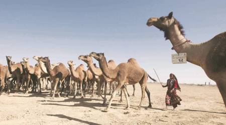 Camels, Rajasthan camel, Rajasthan high court, Indian express camel report, Camel population, Rajasthan news, Indian express