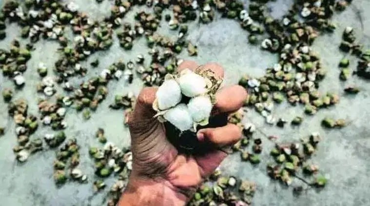 india china border dispute, india china trade clash, cotton exporters in india, cotton exporters stalled payment with china, cotton ginners, indian express news