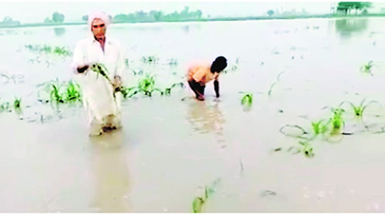 manohar lal khattar, haryana rains, haryana maize farmers, haryana maize cultivation hit by rain, haryana paddy farmers, haryana paddy cultivation, indian express news