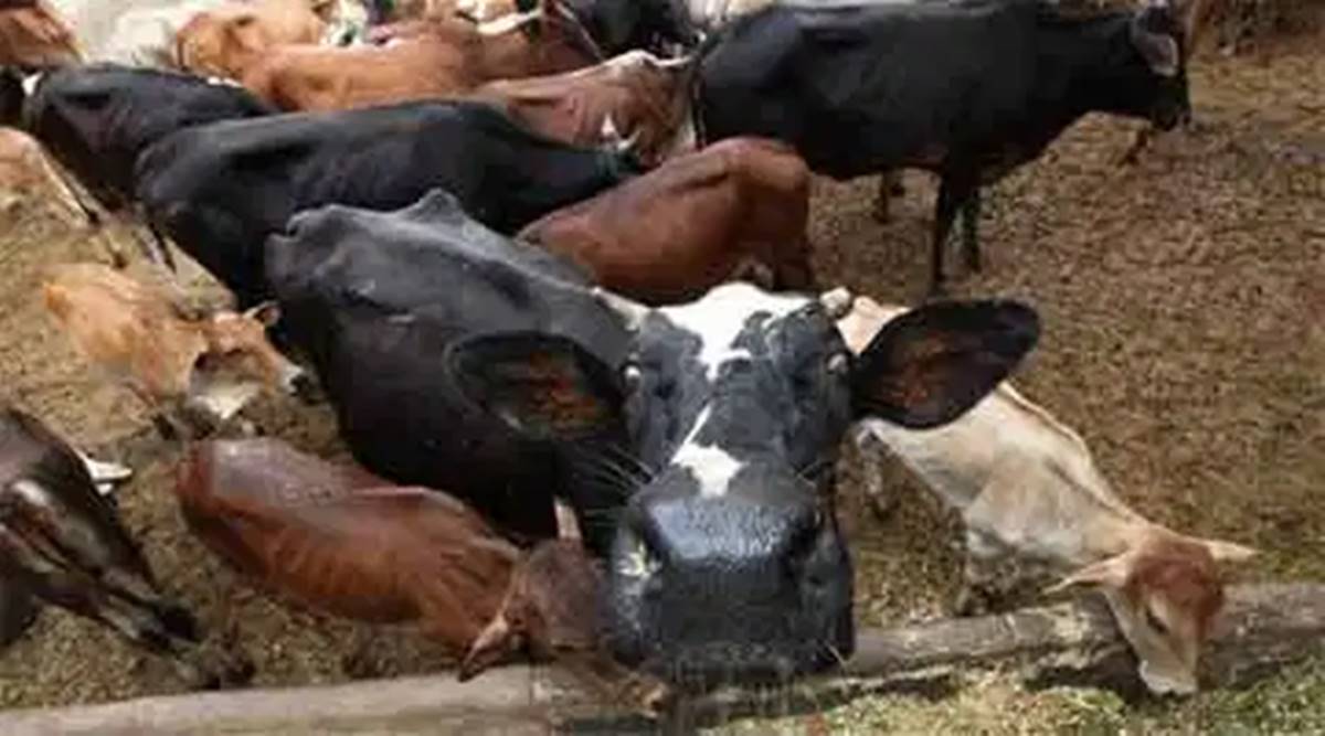 'Cow dung reduces radiation': In open letter, 400 scientists seek evidence