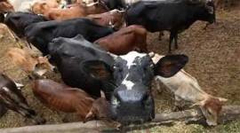 Chhattisgarh cow death, cows locked up, Raipur news, Chhattisgarh news, Indian express news