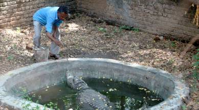 Sayajibaug zoo, Sayajibaug zoo crocodile, Sayajibaug zoo jawless crocodile, Sayajibaug zoo crocodile hand fed, indian express news