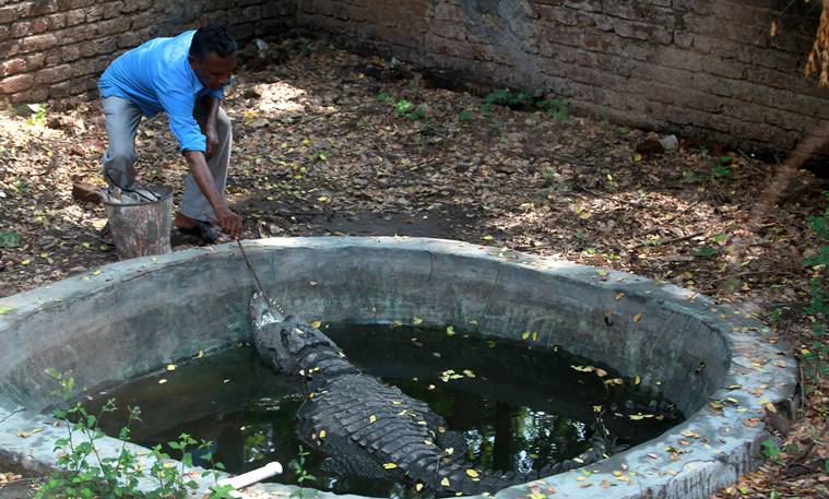 Sayajibaug zoo,  Sayajibaug zoo crocodile,  Sayajibaug zoo jawless crocodile,  Sayajibaug zoo crocodile hand fed, indian express news