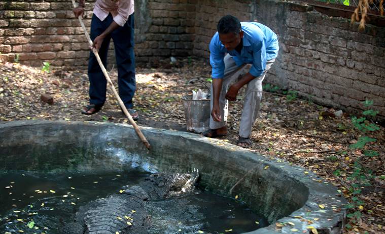 Sayajibaug zoo,  Sayajibaug zoo crocodile,  Sayajibaug zoo jawless crocodile,  Sayajibaug zoo crocodile hand fed, indian express news