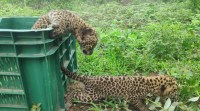 leopard in nagpur, leopard cubs, leopard cubs reunion with mother, leopard reunion with mother fails, indian express news