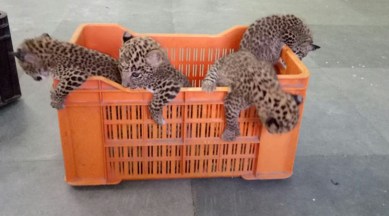 leopard in nagpur, leopard cubs, leopard cubs reunion with mother, leopard reunion with mother fails, indian express news