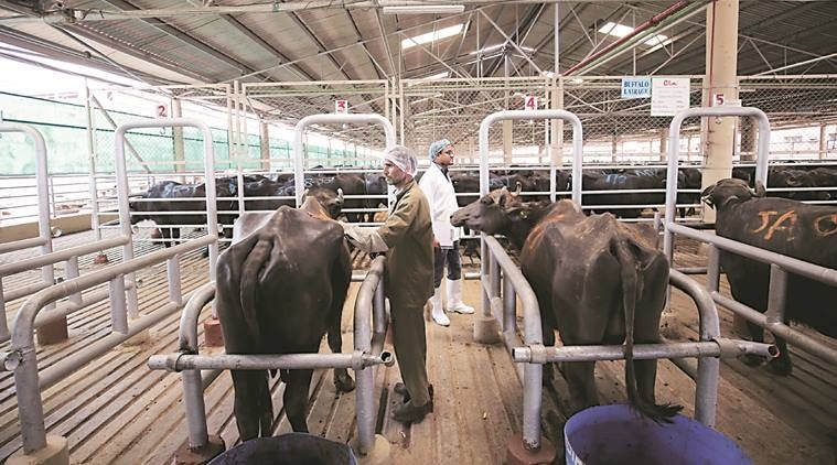 Devendra Fadnavis., maharashtra bjp, maharashtra dairy milk farmers, bjp protest for maharahstra dairy farmers, maharashtra dairy farmers high remuneration, indian express news
