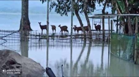 Assam floods, assam flood death toll, assam flood news, kaziranga national park flood, kaziranga animals dead flood, assam news, indian express