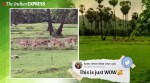 Mumbai, lockdown, Mithi River, Deer, deer herd, Mumbai covid-19 updates, Coronavirus, Trending news, Indian Express news.