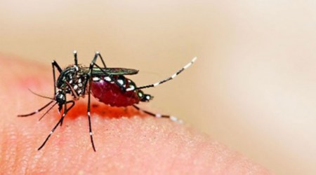 Gujarat: Vector-borne diseases rising, may go up further after monsoon, say health officials