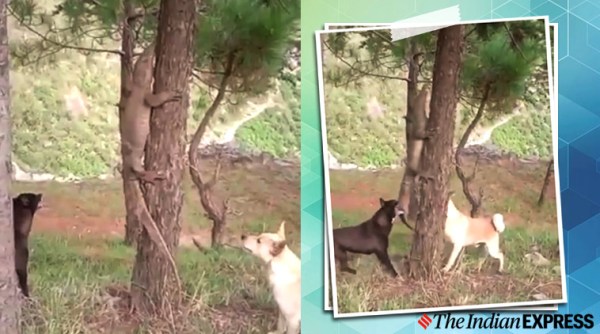 dog vs lizard viral video, dog fights lizard trending, viral video, scary videos, Facebook, indian express, indian express news
