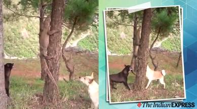 dog vs lizard viral video, dog fights lizard trending, viral video, scary videos, Facebook, indian express, indian express news