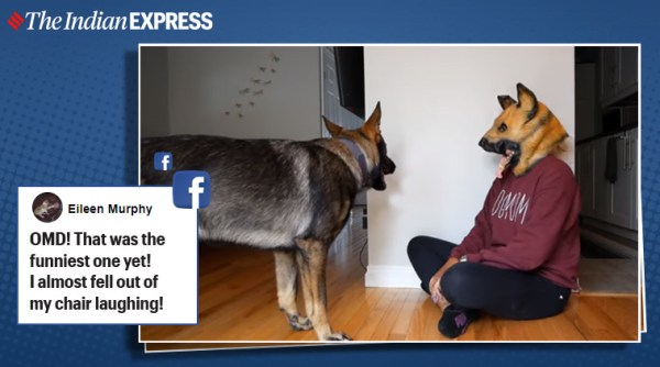 funny pet videos, funny dog videos, dog prank video, owner wear dog mask prank pets, jade gsd prank video, indian express, viral videos