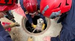 dog rescue, Firefighters rescue dog, dog stuck in drain viral story, trending, indian express, indian express news