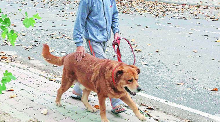 Chandigarh Municipal Corporation seeks Animal Husbandry dept's opinion over allowing ferocious breeds of dogs as pets | Cities News,The Indian Express Chandigarh Municipal Corporation seeks Animal Husbandry dept's opinion over allowing ferocious breeds of dogs as pets | Cities News,The Indian Express