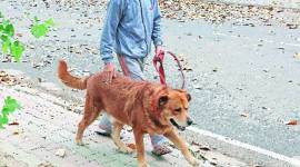 MC seeks Animal Husbandry dept's opinion over allowing ferocious breeds of dogs as pets