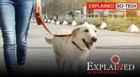 dog age in human years, how old is my dog, dog age comparison, labrador age, dog age explained, how to calculate dog's age, indian express explained