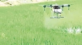 locust, locust Attack, haryana locust attack, haryana locust attack combat, indian express news