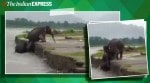Elephant videos, Elephant rescue, Elephant drowning, Trending news, Assam, Bhutan Border, Viral video, Indian Express news