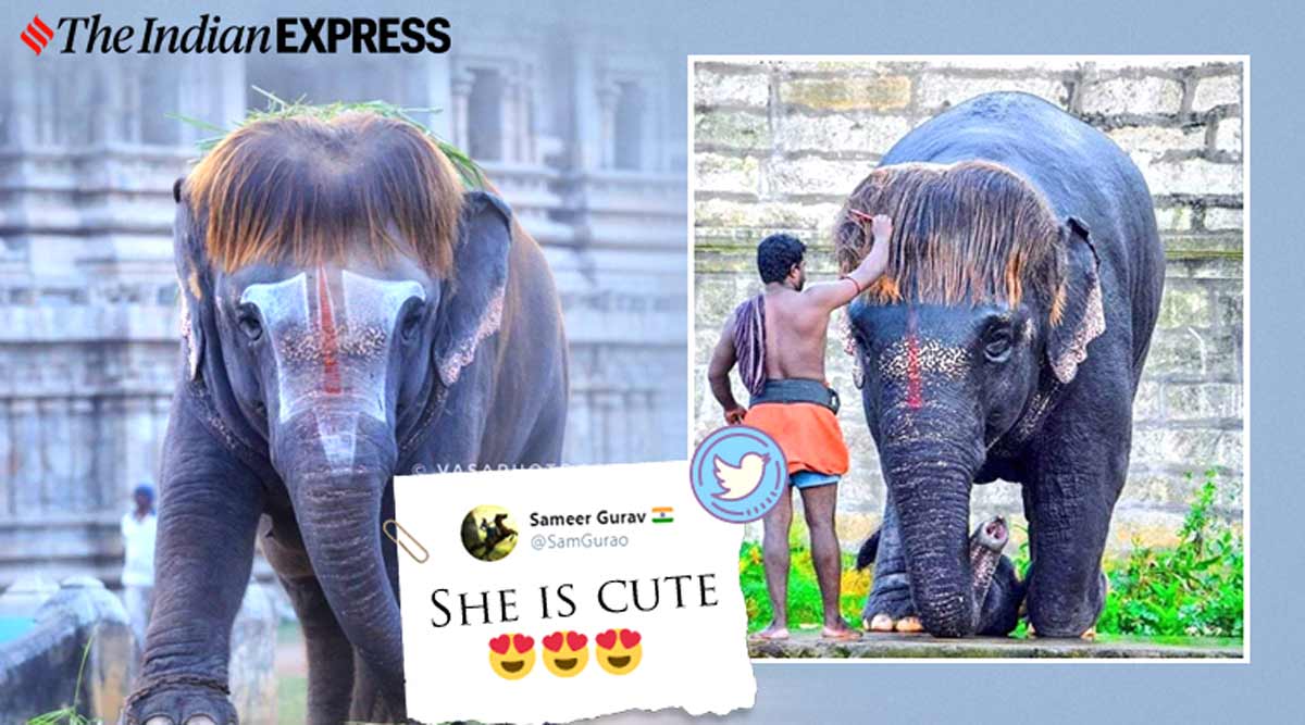 Tamil Nadu Temple Elephant With Bob Cut Is An Internet Sensation Again Trending News The Indian Express