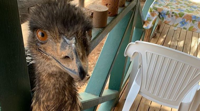 emu banned from pub in Australia, emu stealing pub viral picture, bizarre story