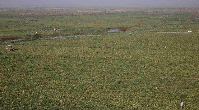 Coronavirus lockdown, land transfer ban, Haryana news, Chandigarh news, indina express news