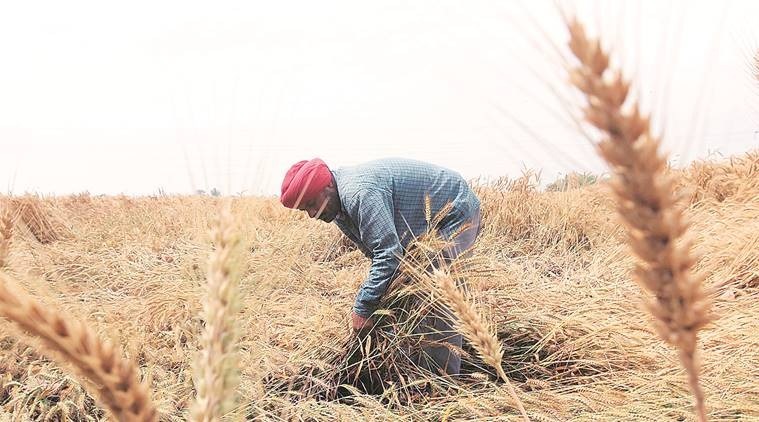 covid-19, punjab dalits, punjab dalits uncultivated land, ludhiana pachayat land, ludhiana panchayat land, indian express news