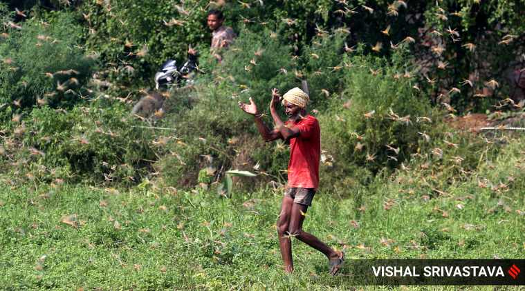 Farmers trying to save their crops after locusts big atteck in Luknow,Barabanki district of Uttar Pradesh on sunday.Express photo by Vishal Srivastav 12072020