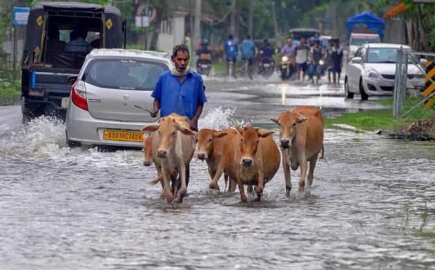Assam floods, assam flood death toll, assam flood news, kaziranga national park flood, kaziranga animals dead flood, assam news, indian express