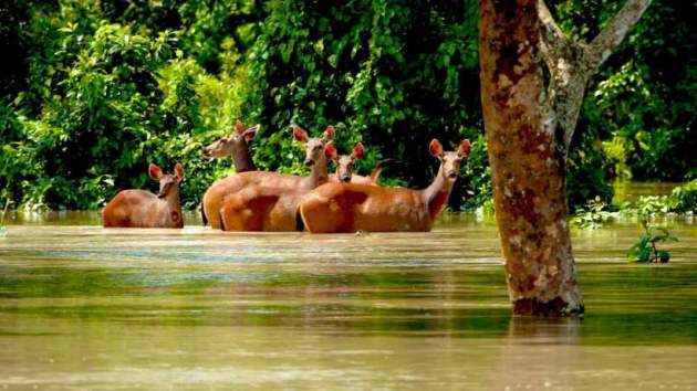 Assam floods, assam flood death toll, assam flood news, kaziranga national park flood, kaziranga animals dead flood, assam news, indian express