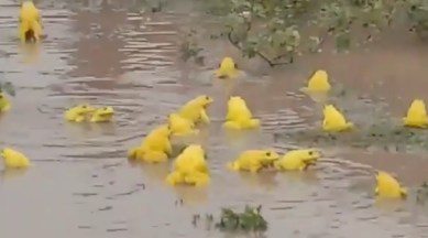 yellow frogs viral video, indian bullfrog seen at Narsighpur viral video, trending, indian express, indian express news