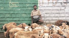 maharashtra coronavirus latest updates, mumbai coronavirus latest updates, Deonar goat slaughter, coronavirus impact on goat slaughter, covid-19 impact in maharashtra, mumbai city news