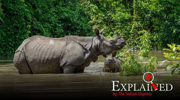 Explained: Why annual floods are essential for the survival of Kaziranga National Park | Explained News,The Indian Express Explained: Why annual floods are essential for the survival of Kaziranga National Park | Explained News,The Indian Express
