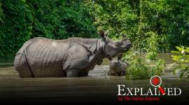 Wildlife affected in Assam due to rain Kaziranga, Assam floods, Assam news, Kaziranga floods, Kaziranga animal displacement, Kaziranga news, Indian Express