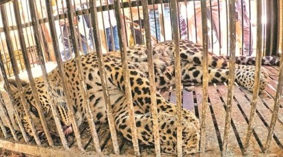 Mumbai: 3 captured leopards kept at Sanjay Gandhi National Park set to be  released | Cities News,The Indian Express