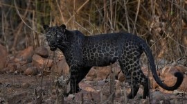 viral leopard twitter, black panther viral, wild cats twitter, trending, indian express, indian express news
