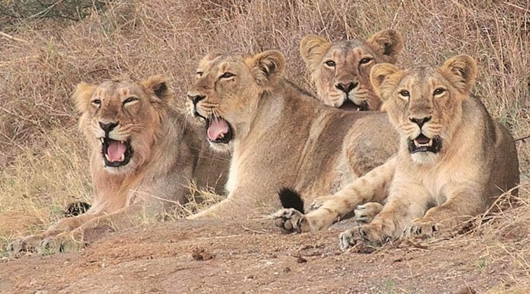 Asiatic lions, Asiatic lions in gujarat, Asiatic lions study, greater gir area, wildlife institute of india, indian express news