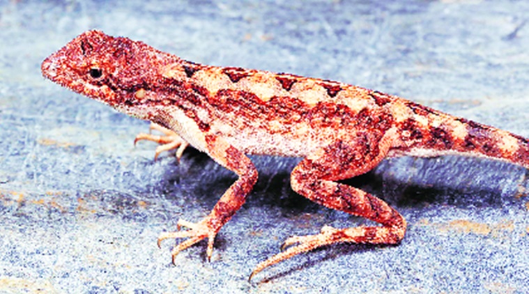 Mumbai researchers, National Centre for Biological Sciences, ncbs, fan-throated lizard, fan-throated lizar new species, fan-throated lizard discovered in karnatka, indian express news