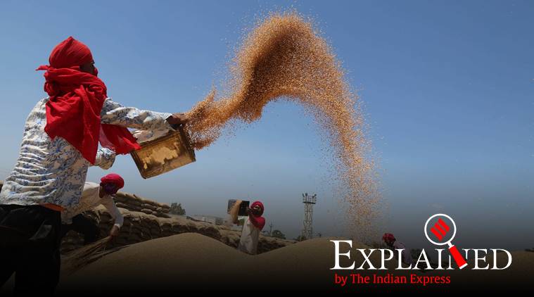 As per Punjab’s amended APMC Act, trade will be allowed in both state-owned mandis under Punjab Mandi Board (PMB) and the private mandis. (Express Photo: Gurmeet Singh)